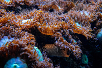 Sea anemone on the coral reef