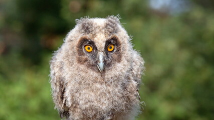 great horned owl