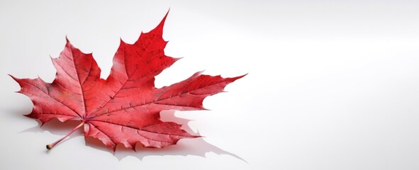 Canada Independence Day. Red maple leaf on a white background, close-up. AI generated.
