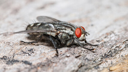 close up of a fly