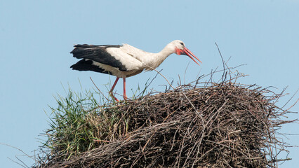 stork in the nest