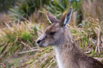 Close up of eastern grey kangaroo in profile.