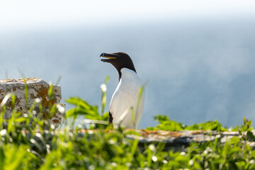 Razorbill standing on rock with beak open and head in profile at the Île aux Perroquets (Parrots Island) in the Mingan Archipelago National Park Reserve, Quebec, Canada