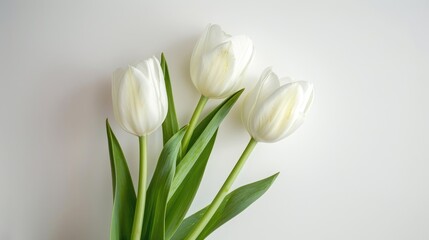 Fototapeta premium White tulip flower in vase from above on white background