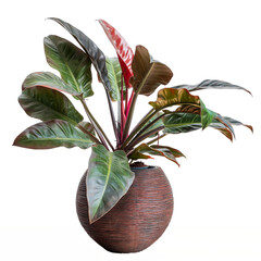 A potted Philodendron Imperial Red with glossy, red and green heart-shaped leaves