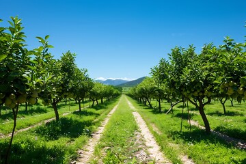 Naklejka premium A peaceful orchard with rows of fruit trees and a clear blue sky