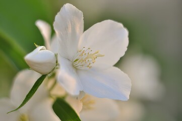 Jasmine flower and bud with green leaves, capturing the delicate white petals in an evening setting
