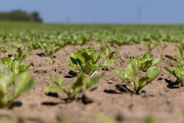 a field with white beetroot for the production of white beet sugar