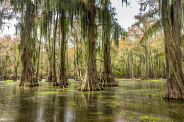 Cypress trees in the water of the Caddo Lake State Park, Texas