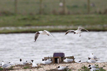 Black Headed Gulls in a Nature Reserve, Middlebrough, Teeside, North Yorkshire.