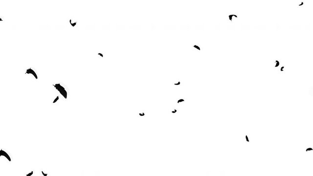 羽根が斜め上から降る動画、ループ、背景白