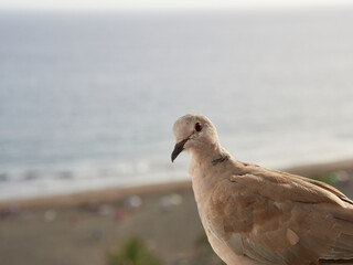 Close-up of a turtledove on a balcony with a blue sea in the background