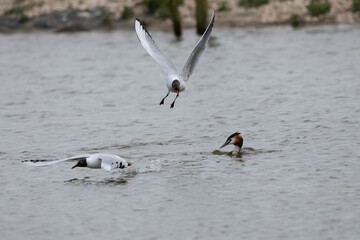 Blackheaded Gulls Mobbing Great Crested
