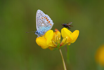 Common Blue Butterfly sharing a Birds foot trefoil flower with a house fly. County Durham, England, UK.