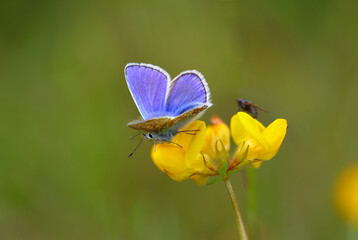Close up image of a Common Blue butterfly sat on a Birds foot trefoil flower. County Durham, England, UK.