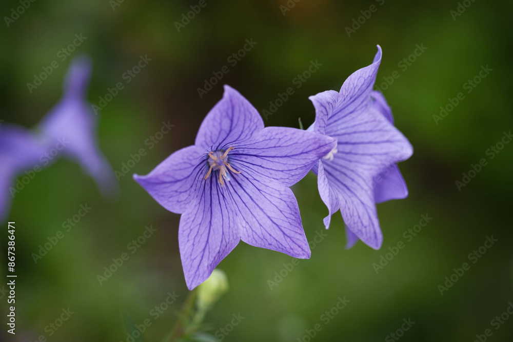 Canvas Prints 紫色の桔梗の花。緑の背景をぼかせて