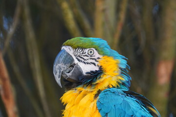 Blue and yellow macaw