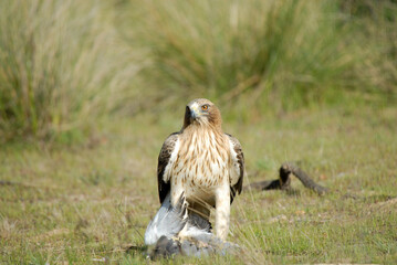 aguila calzada con presa en primavera en el bosque