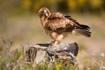 aguila calzada con presa en primavera en el bosque