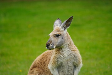 Red kangaroo