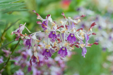A large pastel antelope Dendrobium orchid in full bloom, set against a natural background with a bokeh effect.