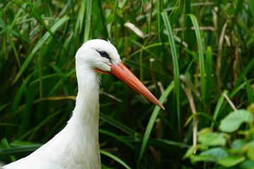 White stork