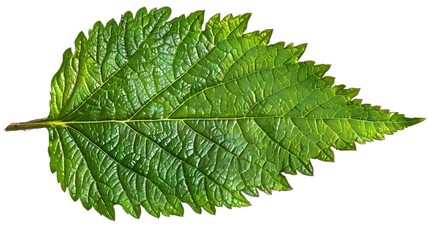A close-up of a single leaf on a white background, perfect for use in designs or as a symbol