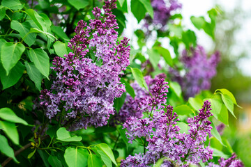 Fototapeta premium Bright spring lilac on a blurred natural background.