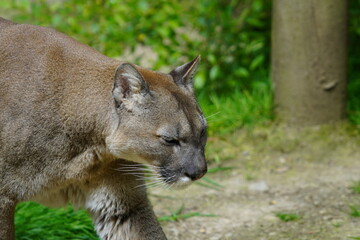 Cougar