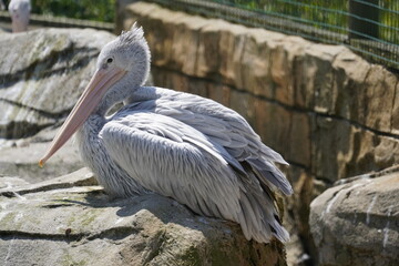 Pink backed pelican