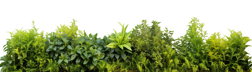 variety of green plants isolated on a transparent background