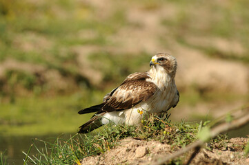 aguila calzada con presa en primavera en el bosque