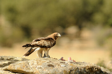 aguila calzada con presa en primavera en el bosque