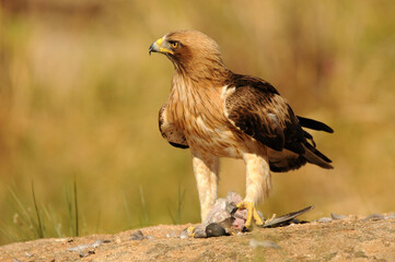 aguila calzada con presa en primavera en el bosque