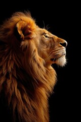 Fototapeta premium A close-up view of a lion's face on a dark background, great for use in designs related to wildlife, courage, and strength