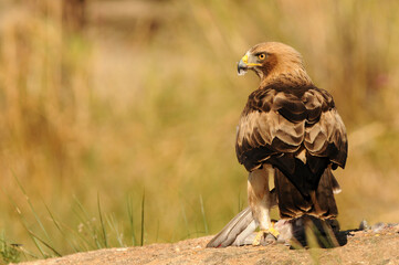 aguila calzada con presa en primavera en el bosque