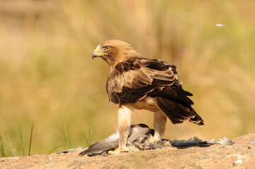 aguila calzada con presa en primavera en el bosque