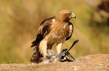 aguila calzada con presa en primavera en el bosque