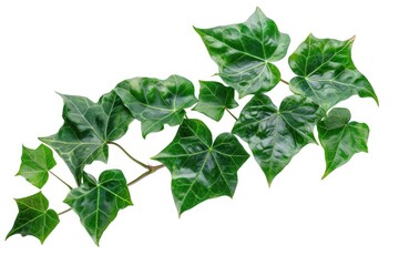 A detailed view of a plant's leaves, with a focus on their vibrant green color