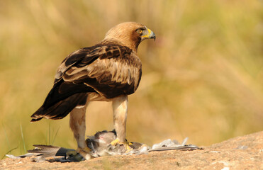 aguila calzada con presa en primavera en el bosque