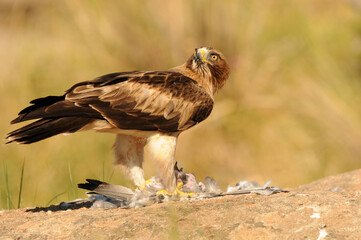 aguila calzada con presa en primavera en el bosque
