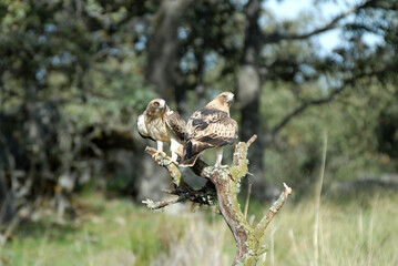 aguila calzada con presa en primavera en el bosque