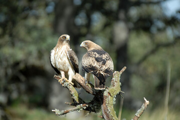 aguila calzada con presa en primavera en el bosque