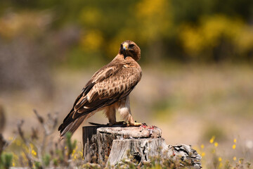 aguila calzada con presa en primavera en el bosque