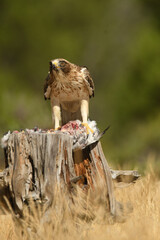 aguila calzada con presa en primavera en el bosque