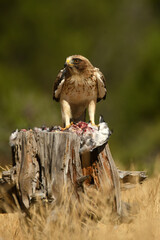 aguila calzada con presa en primavera en el bosque