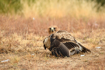 aguila calzada con presa en primavera en el bosque
