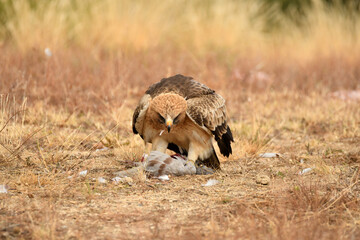 Rapaces con presas en la sierra abulense