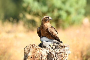 Rapaces con presas en la sierra abulense