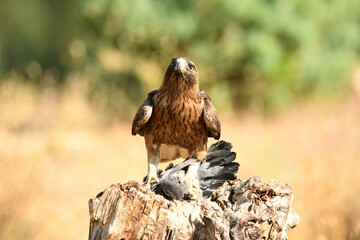 Rapaces con presas en la sierra abulense
